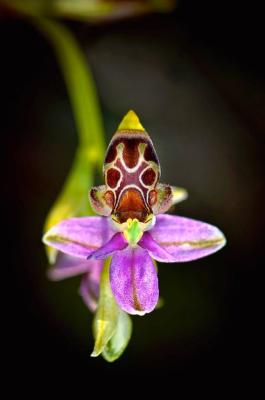 Orquídea en Montenegro